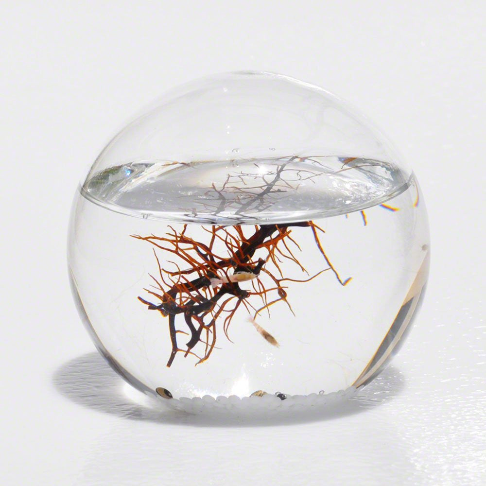 Your very own self-sustained micro-ecosystem