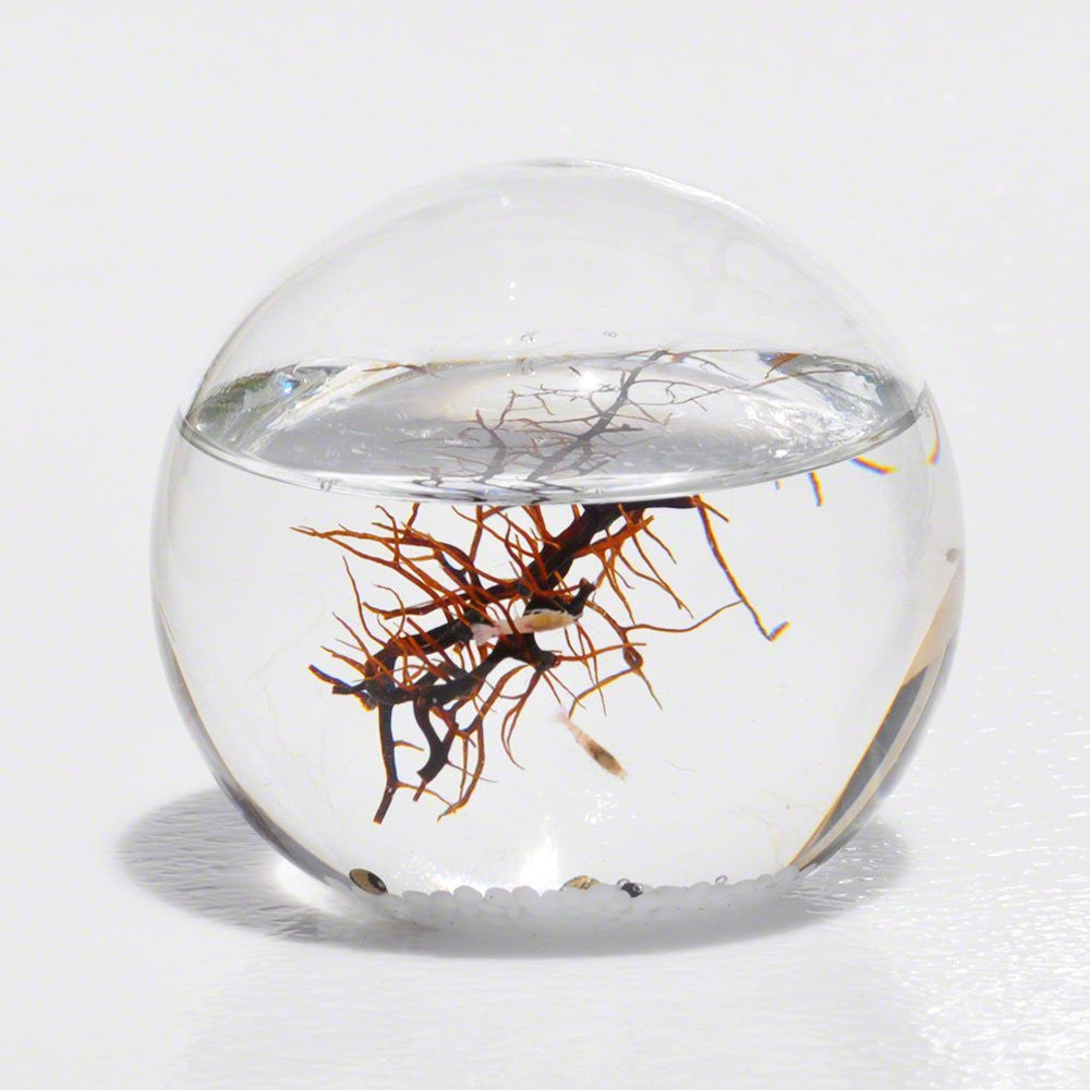 .com : EcoSphere Closed Aquatic Ecosystem, X-Large Sphere