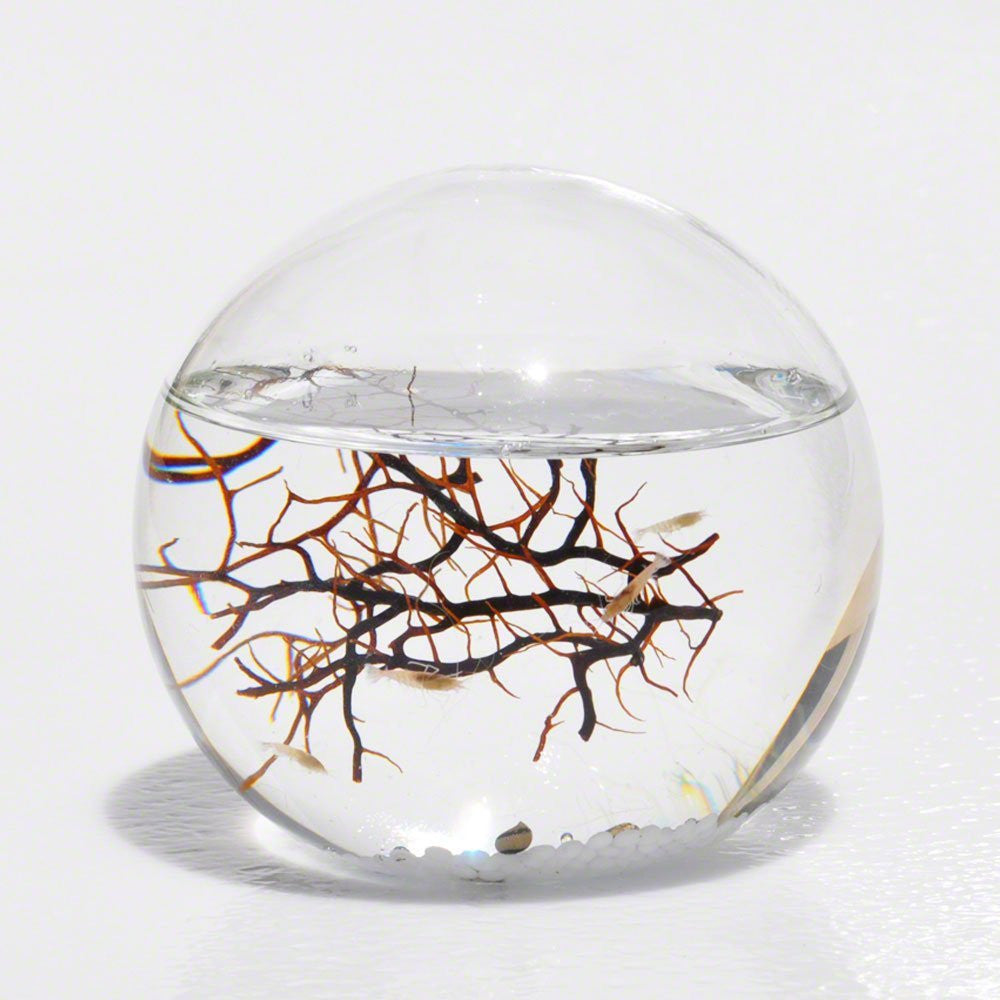 Your very own self-sustained micro-ecosystem