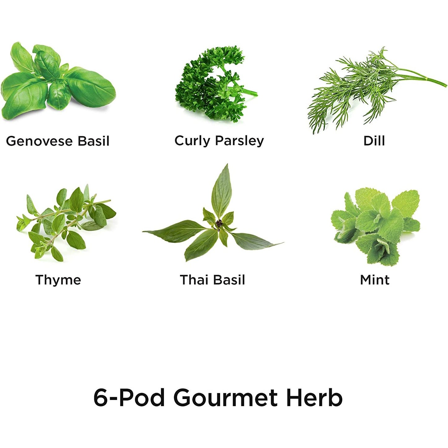6 various herbs including, Genovese basil, curly parsley, dill, thyme, Thai basil and mint.