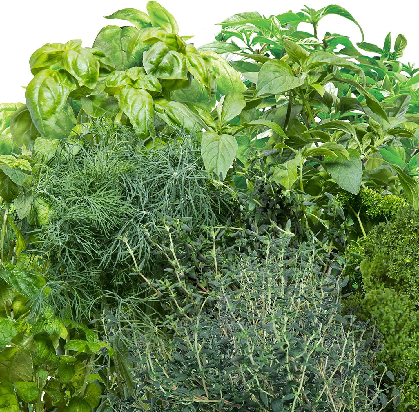 A large variety and bunches of different types of green herbs.