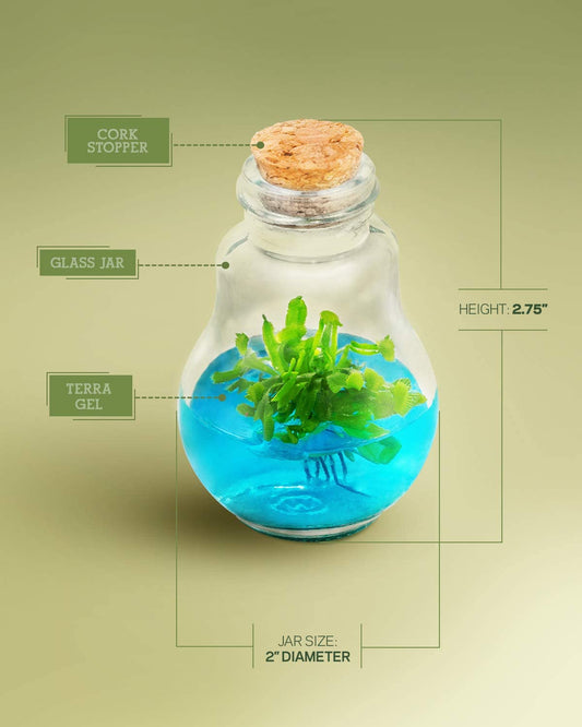 Features and measurements of the grow your own Venus flytrap terrarium