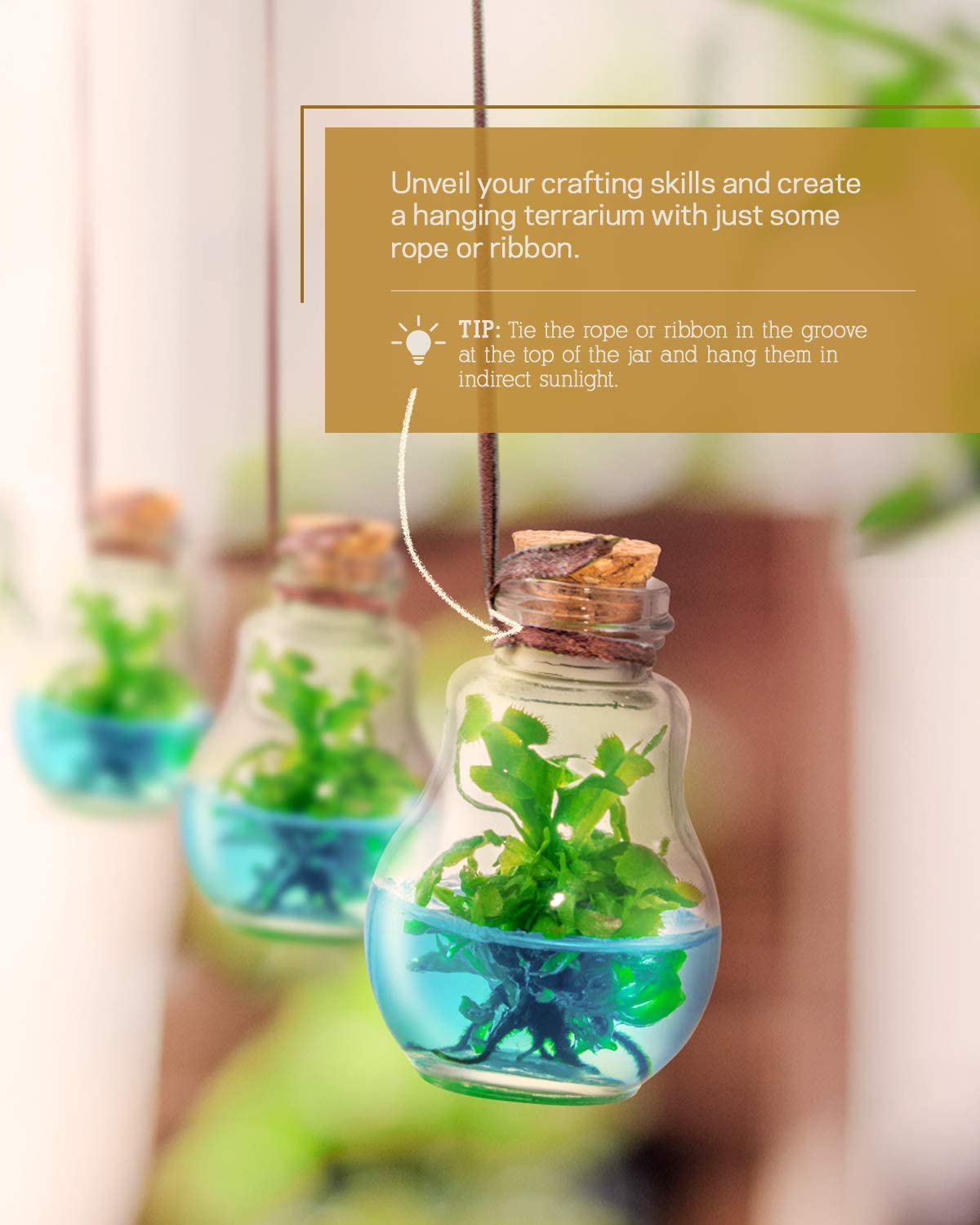 A suggestion on how to display the grow your own Venus flytrap terrarium