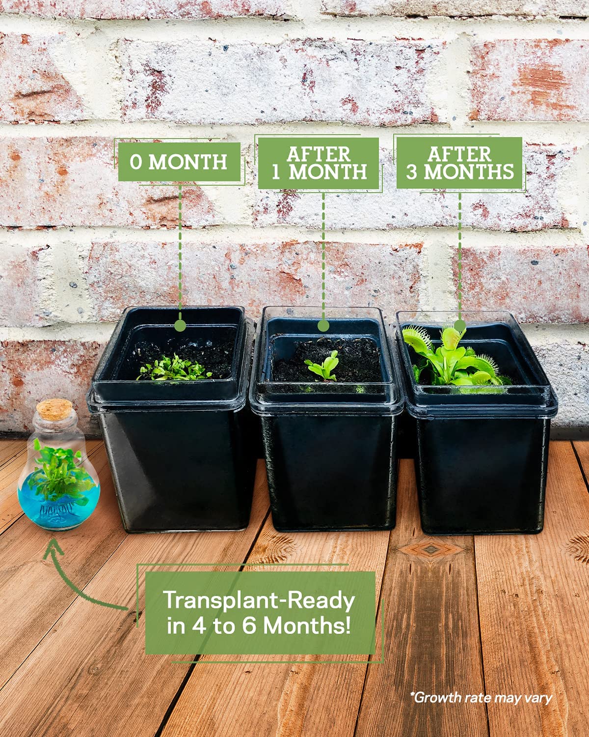 3 black pots showing the various growing cycle of a Venus flytrap when transplanting out of the terrarium