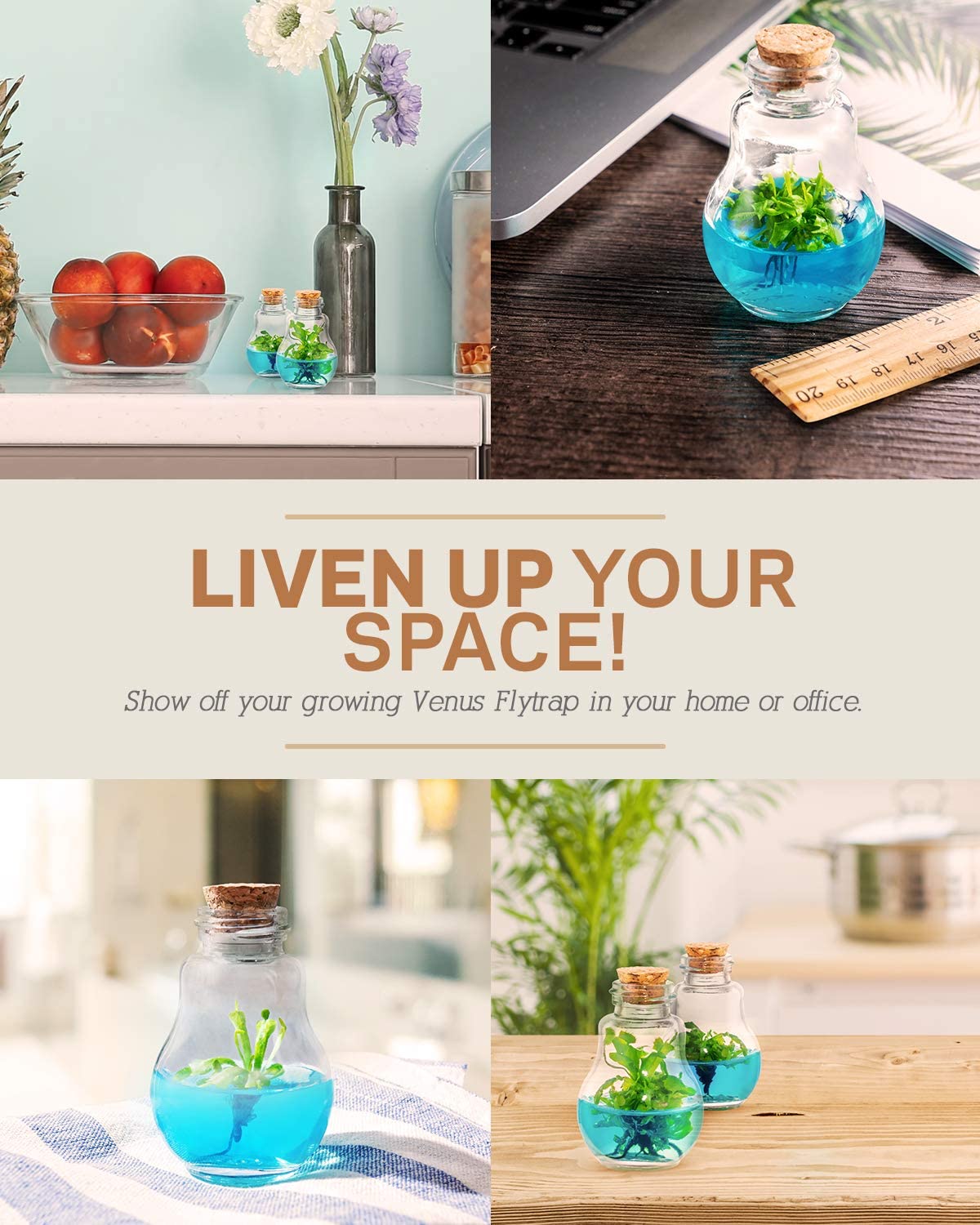 4 different ways to show off your grow your own Venus flytrap terrarium