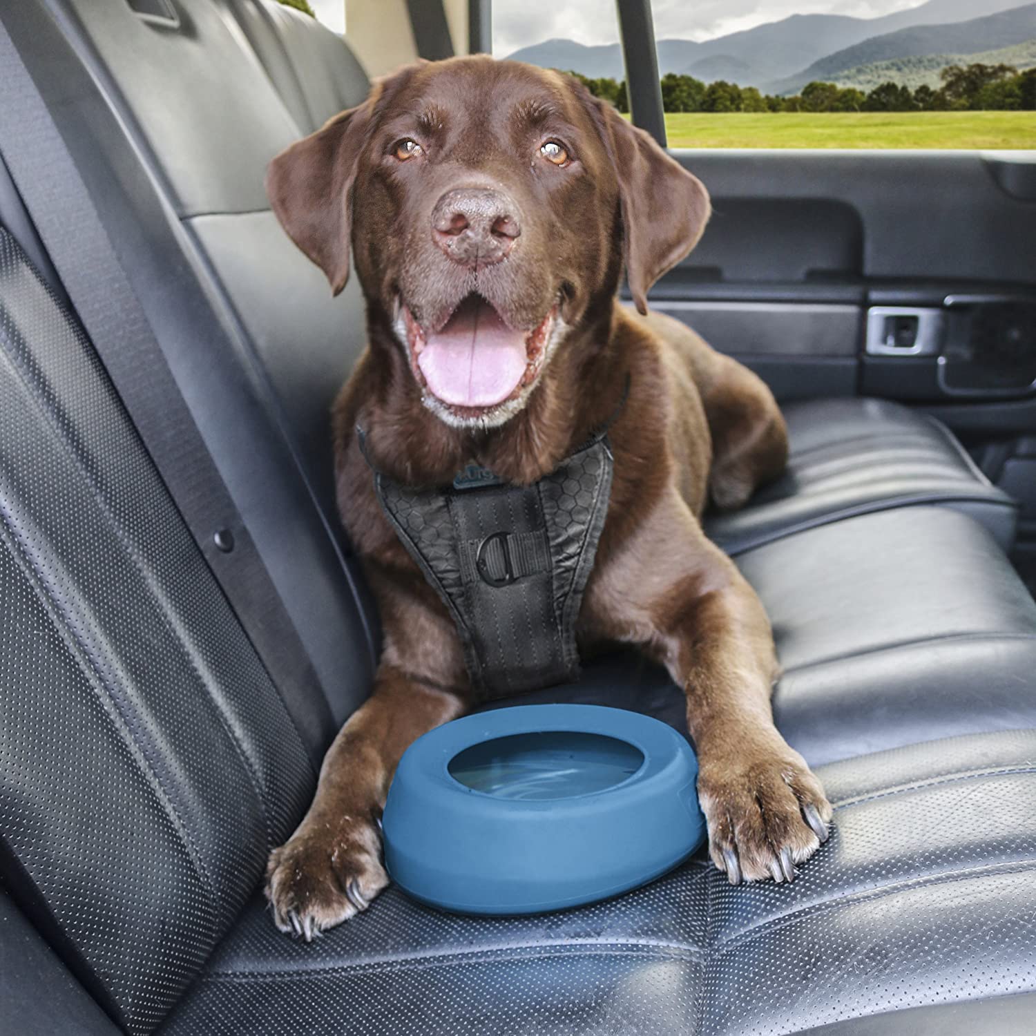 A brown dog in the back seat of a car with a blue no-spill travel bowl.
