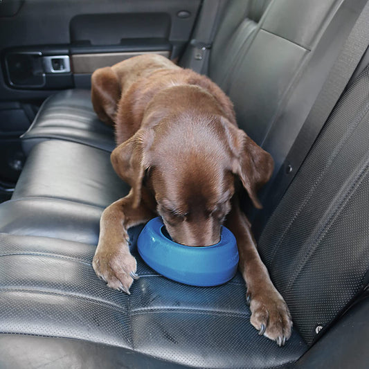 A brown dog is drinking from a no-spill travel bowl while in the back seat of a car.