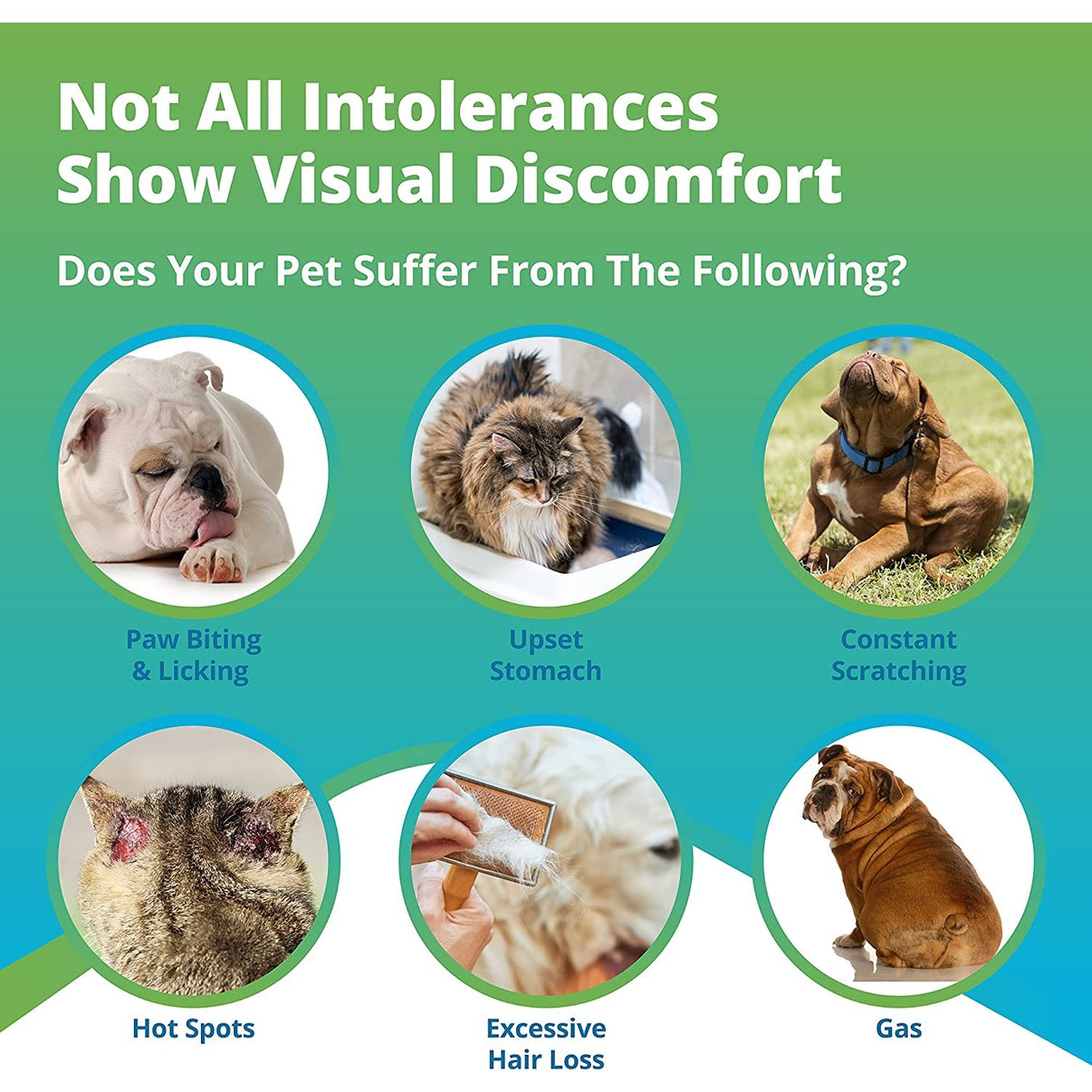Give your pets a voice with this pet food intolerance test for cats an