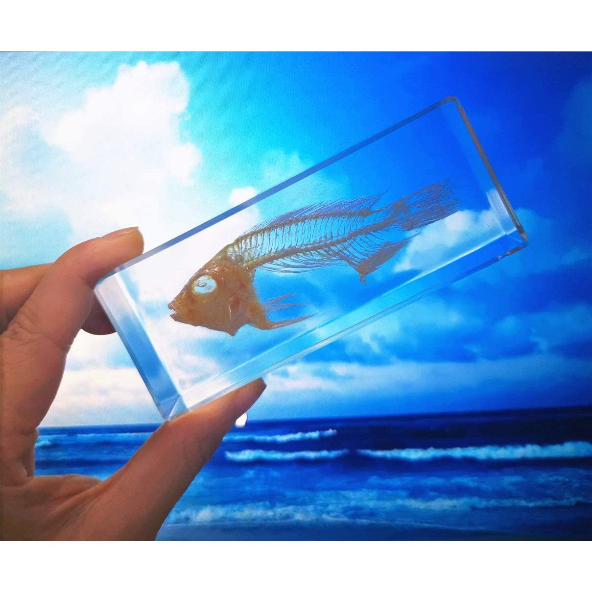 A hand is holding a fish skeleton paperweight up into the air against a background which includes the sky and ocean.