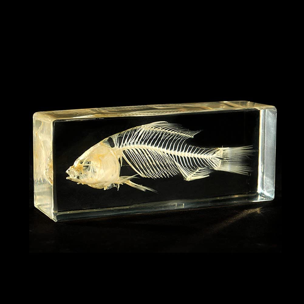 A fish bone skeleton paperweight which features a real fish bone skeleton encased in a clear resin block.