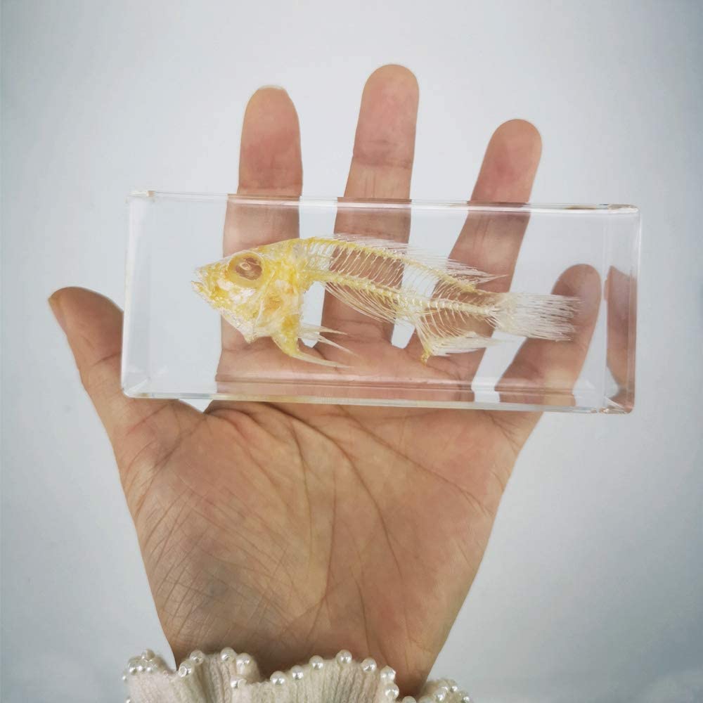 A fish bone skeleton paperweight with a real fish skeleton encased in clear resin. The paperweight is resting in the palm of a persons hand.