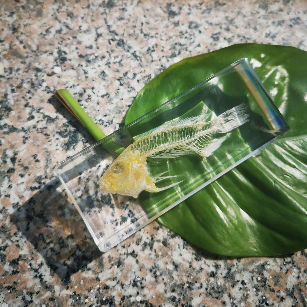 A real fish skeleton encased in clear resin which is actually a paperweight. The paperweight is resting on a large leaf outdoors.