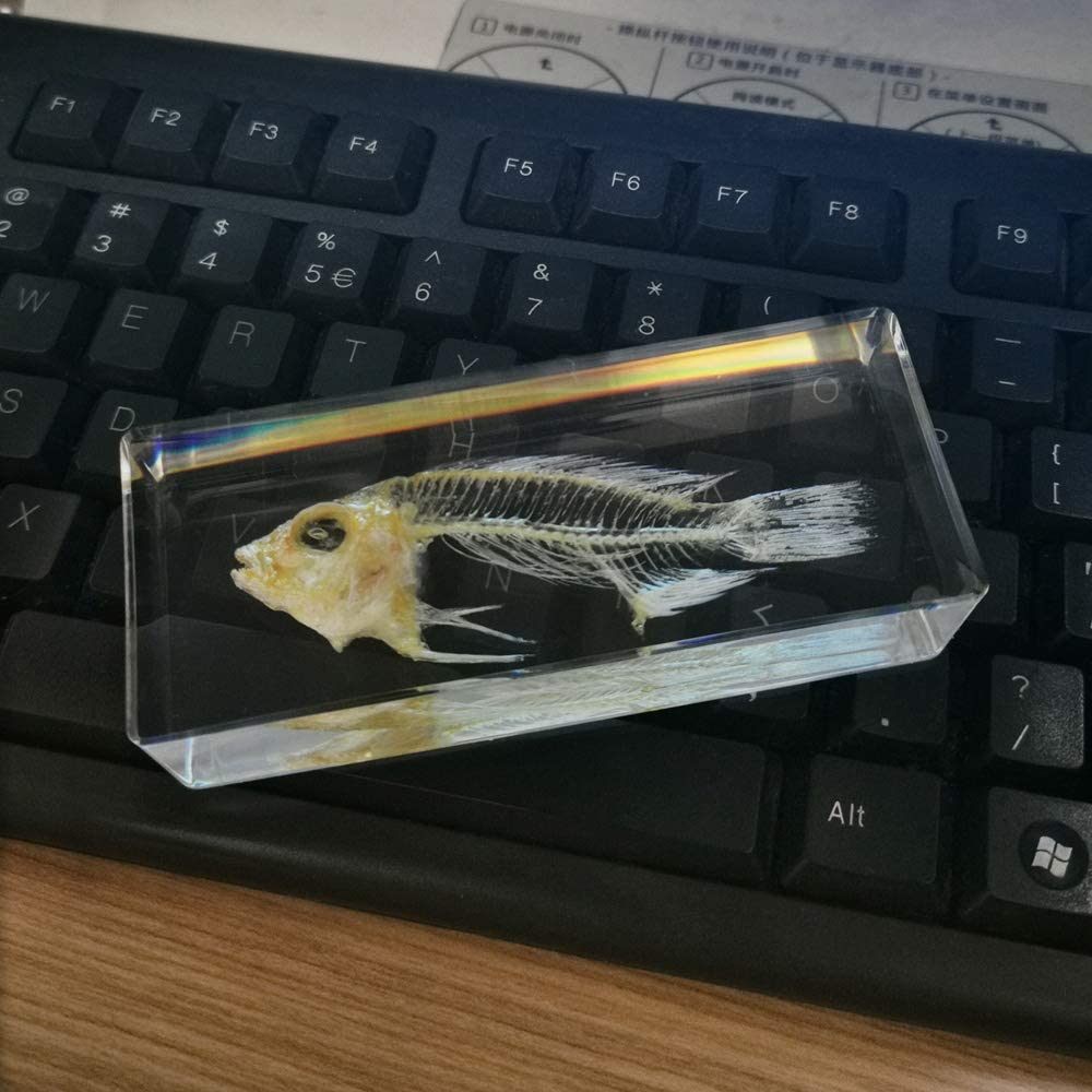 A fish skeleton paperweight which features a real skeleton of a fish encased in clear resin. The paperweight is resting on a black computer keyboard.