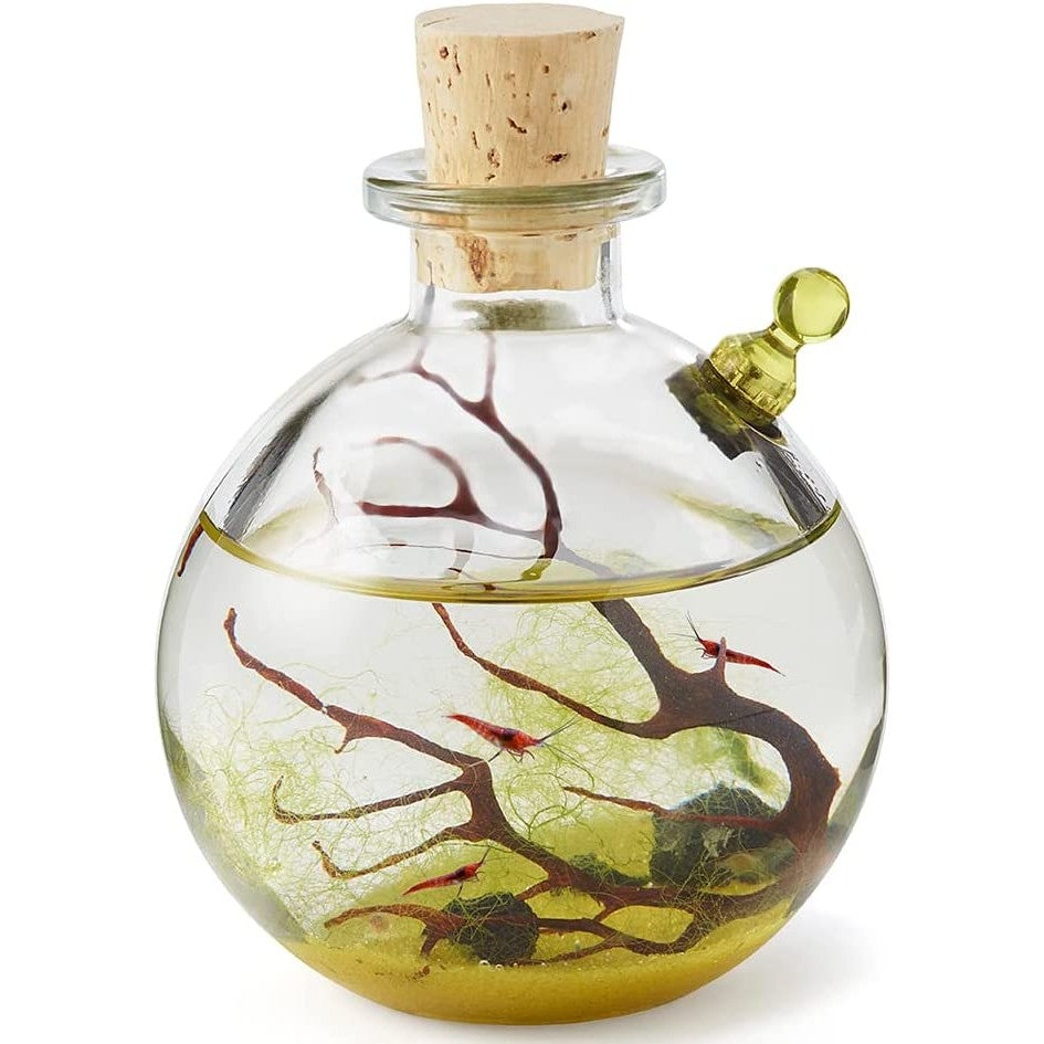 A self-sustaining ecosystem called Shrimp bubble. Inside the glass bubble are live shrimp, a piece of sea fan coral and algae. 