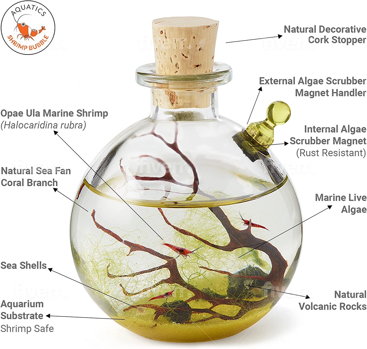 A detailed breakdown of everything that is included with the shrimp bubble ecosystem. 