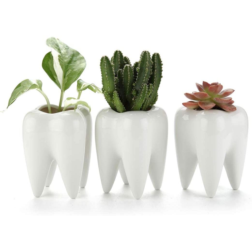 Three white planters which are shaped like human teeth. All three planters have small plants in them.