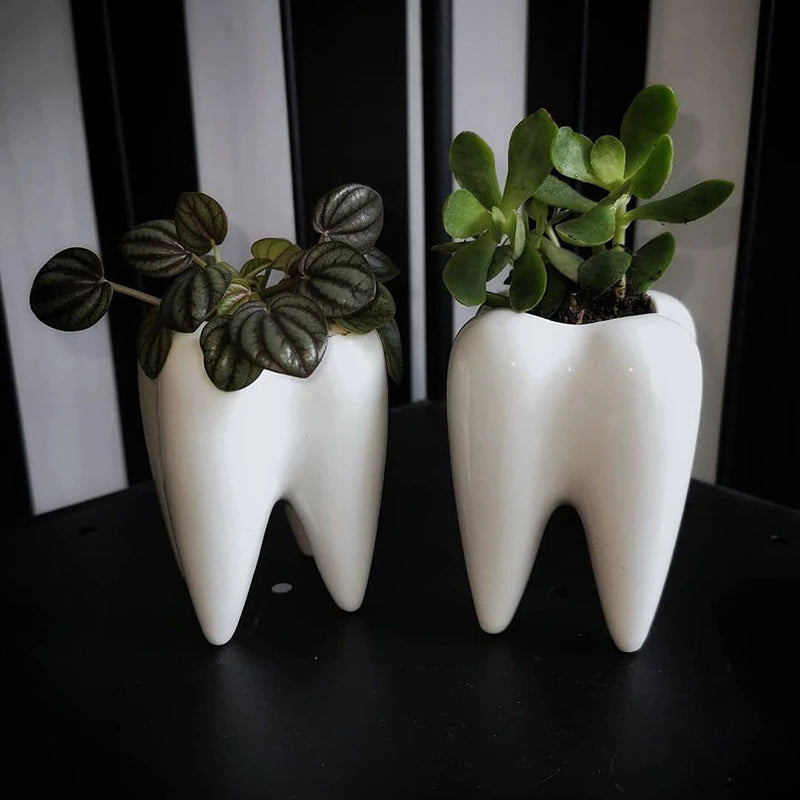 Two white tooth shaped planter pots with succulent plants in them.